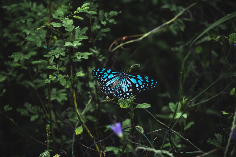 black and white butterfly perched on green plant