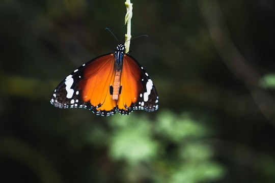 orange and black butterfly perched on white flower in close up photography during daytime in Nagpur India