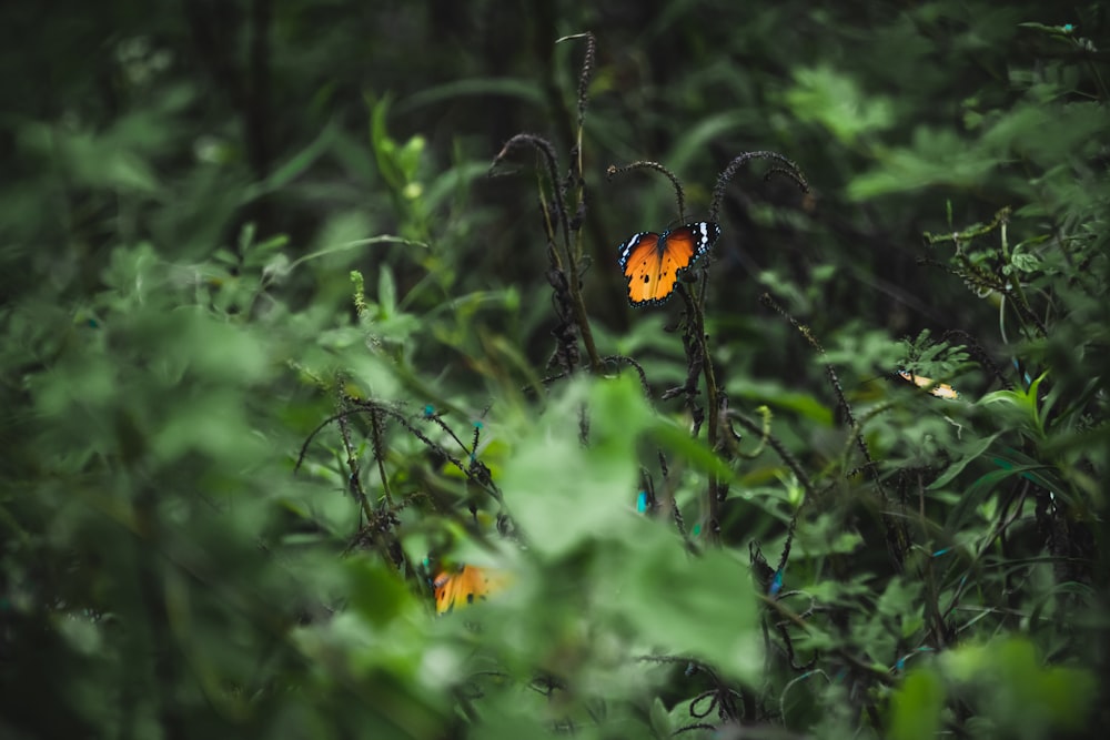orange butterfly perched on green plant during daytime