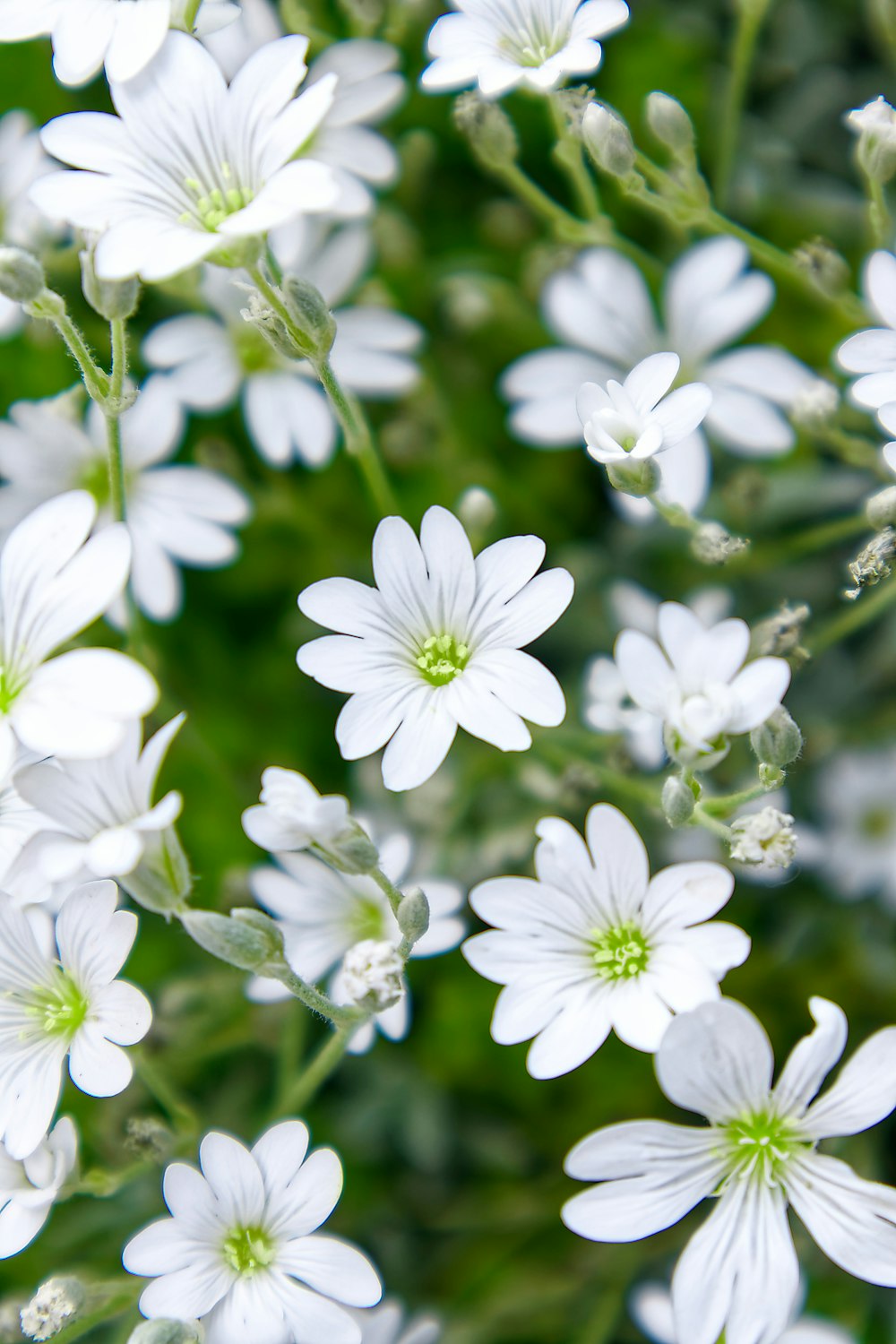 white flowers in tilt shift lens