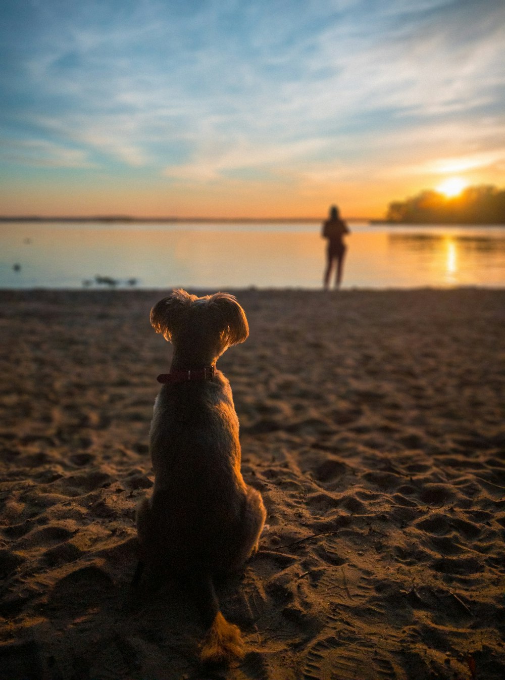 silhouette of dog sitting on beach during sunset
