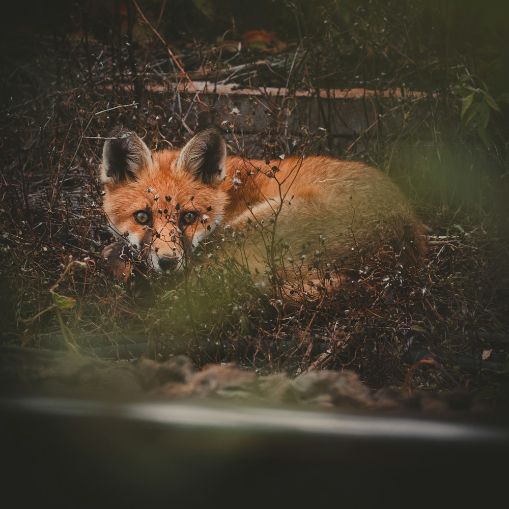 brown fox lying on ground