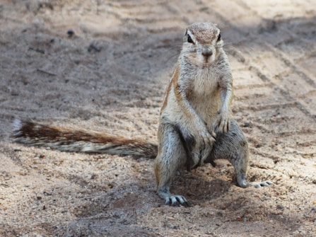 A ground squirrel is standing upright on its hind legs on sandy terrain, with its bushy tail extended behind. The setting appears natural, with the sun casting shadows on the textured sand.