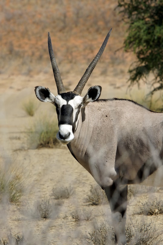 white and black animal on brown grass field during daytime in Kgalagadi South Africa
