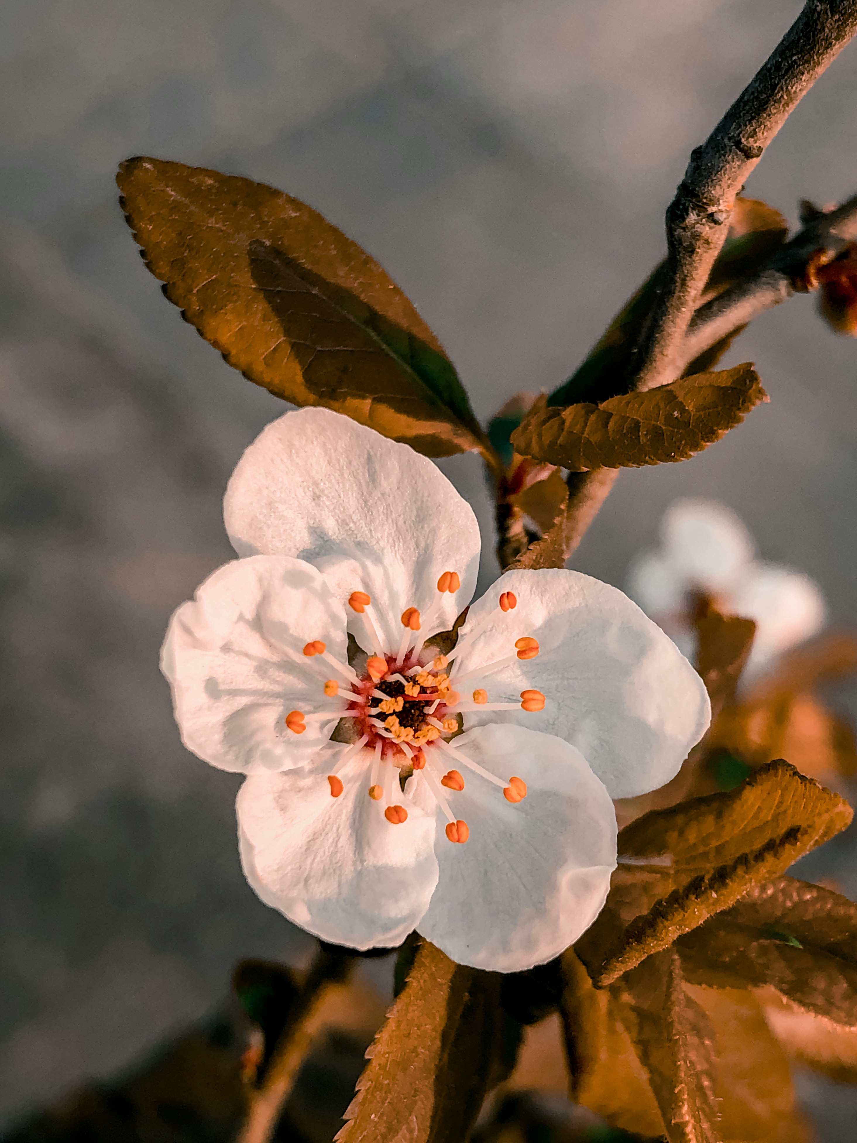 white cherry blossom in close up photography