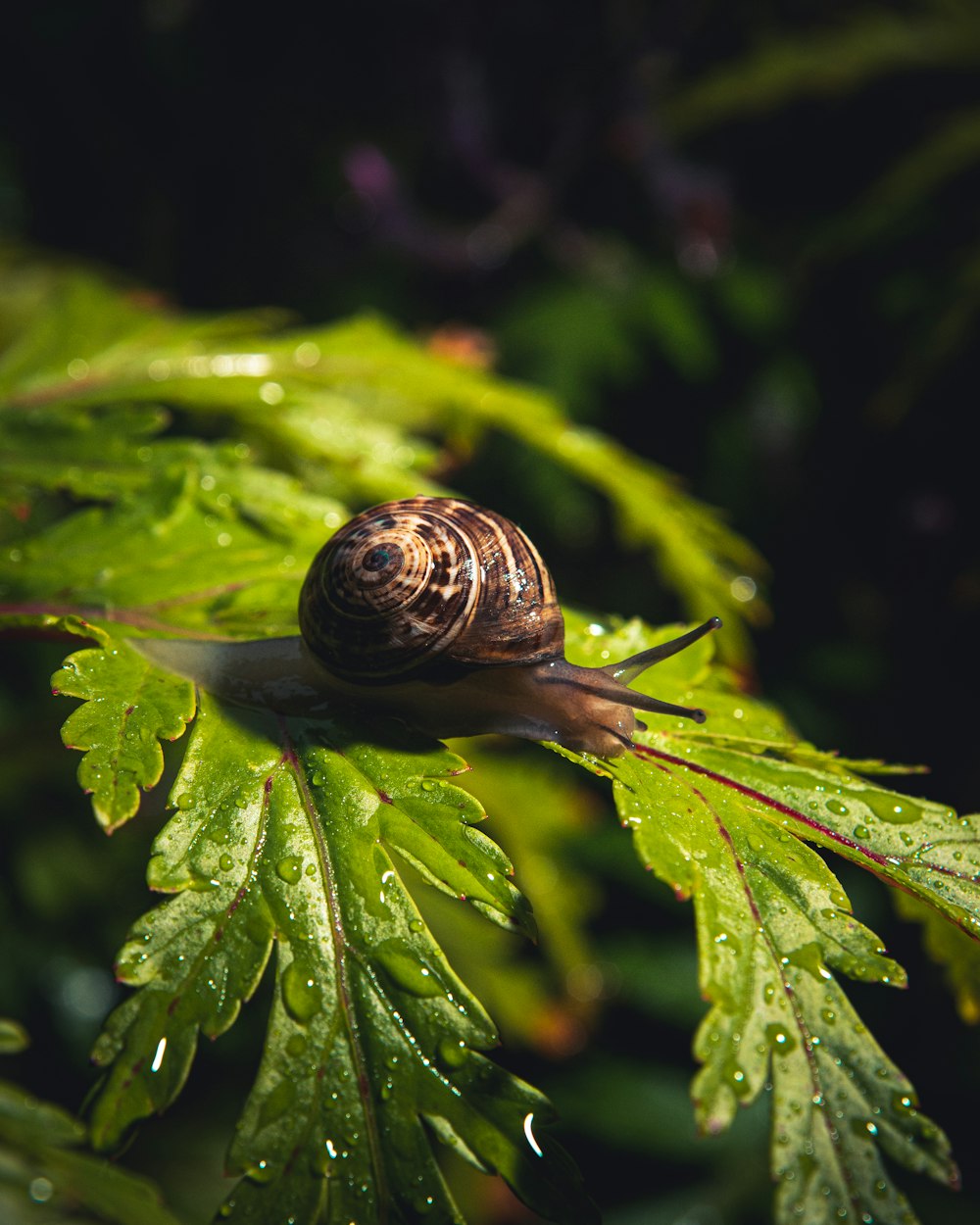 braune Schnecke auf grünem Blatt