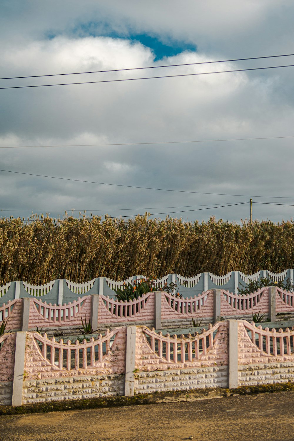 green trees under white sky during daytime