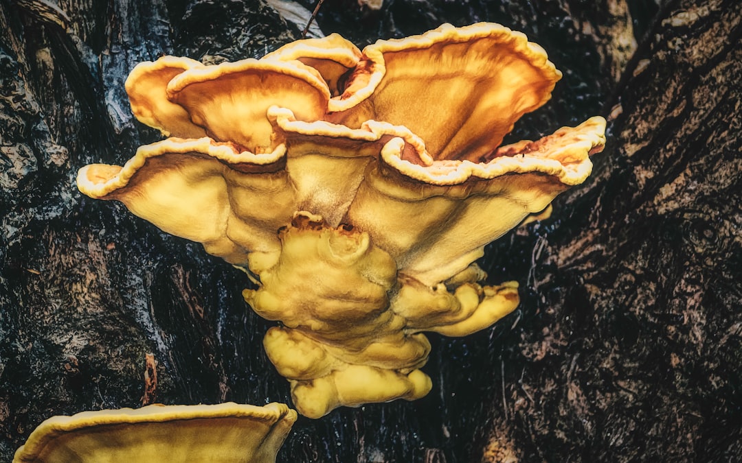 brown mushroom on black tree trunk