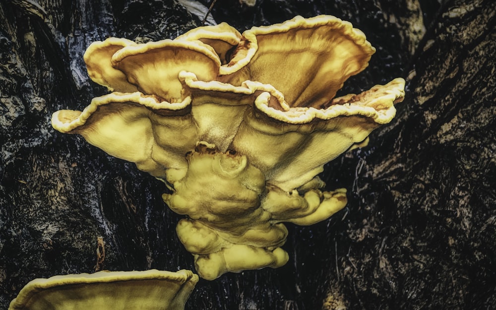 brown mushroom on black tree trunk