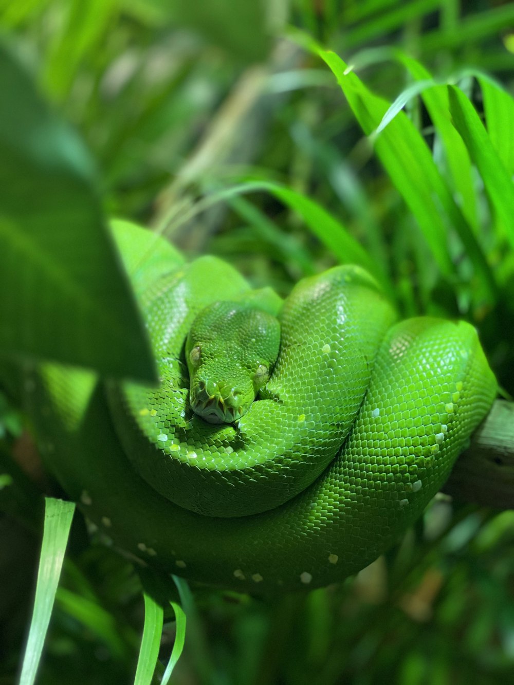 green snake on tree branch