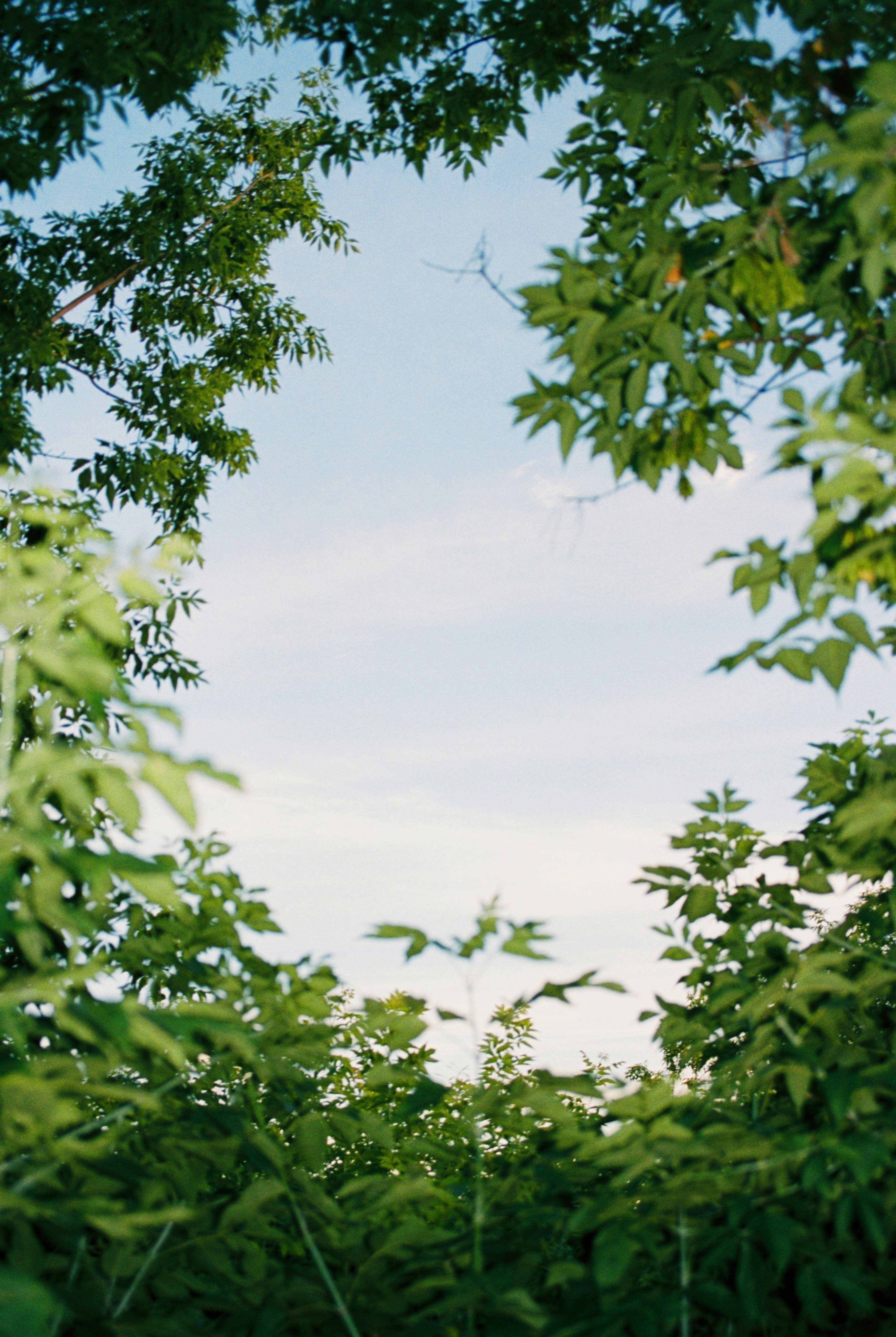 Green foliage frames a view of the sky.