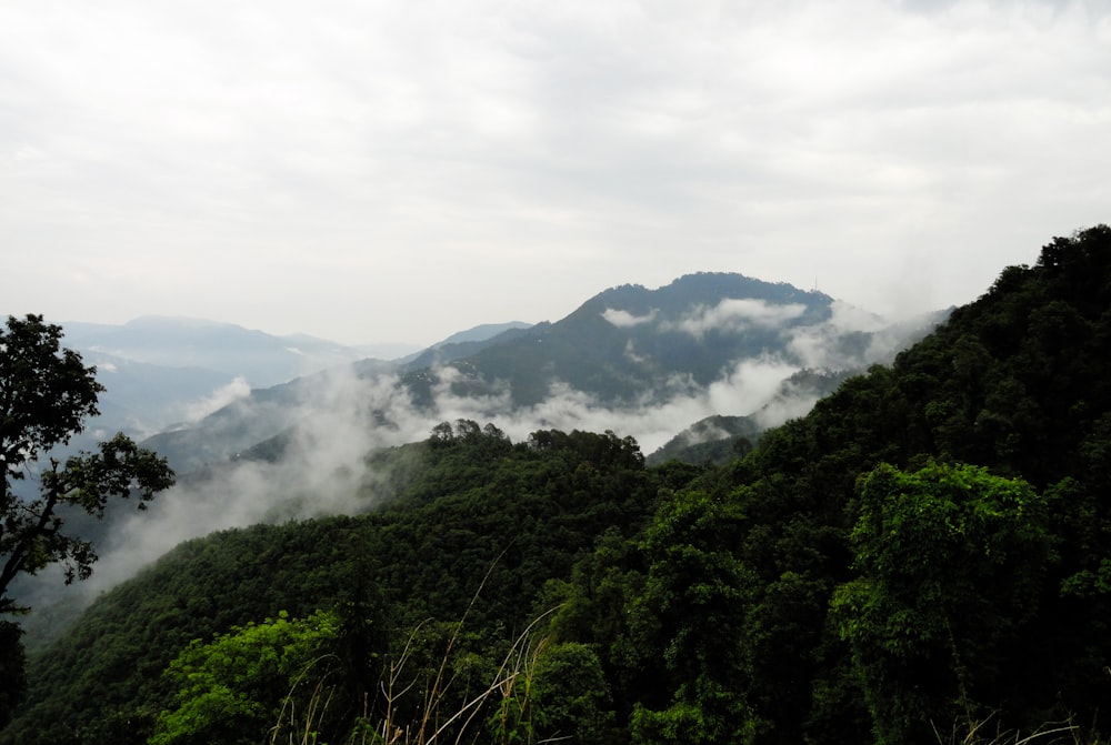 green trees on mountain under white clouds during daytime