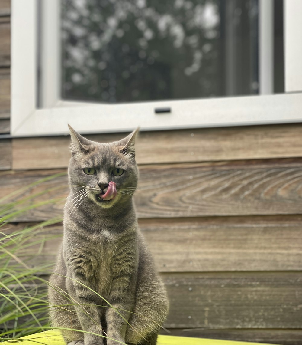 Braune Tabby-Katze auf braunem Holzboden