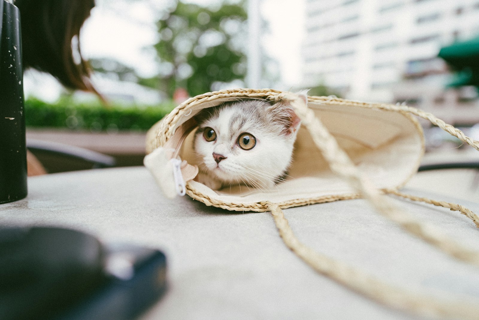Sony FE 20mm F1.8G sample photo. White and brown cat photography