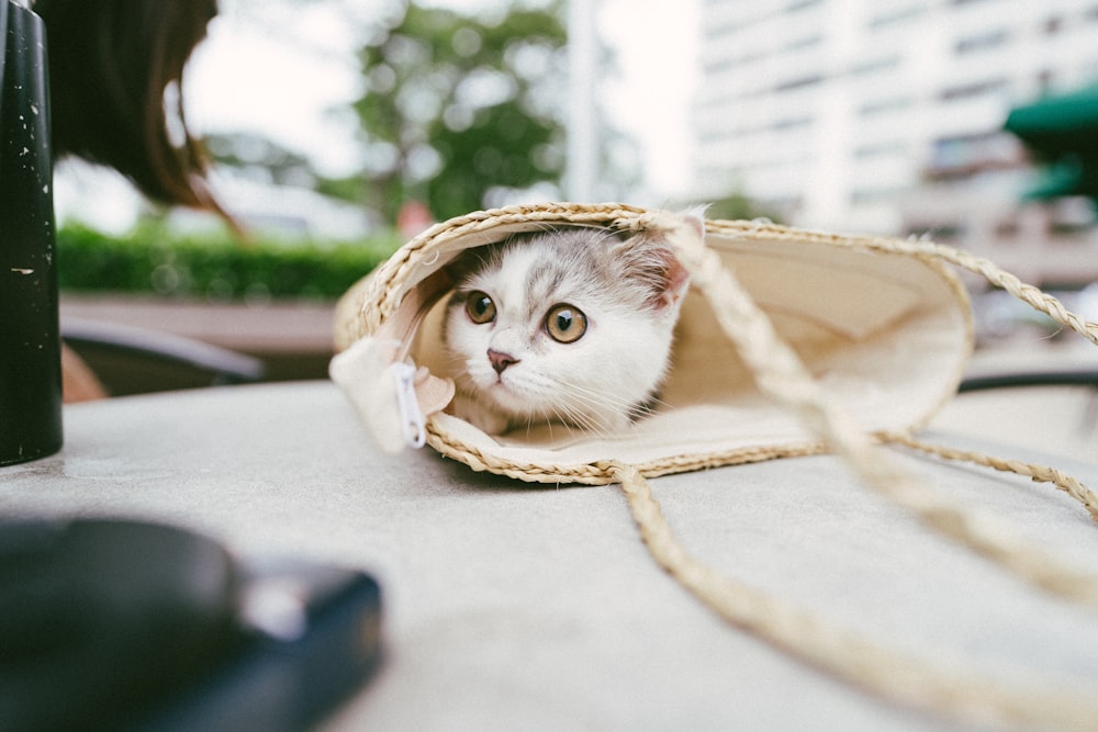 white and brown cat in brown wicker basket