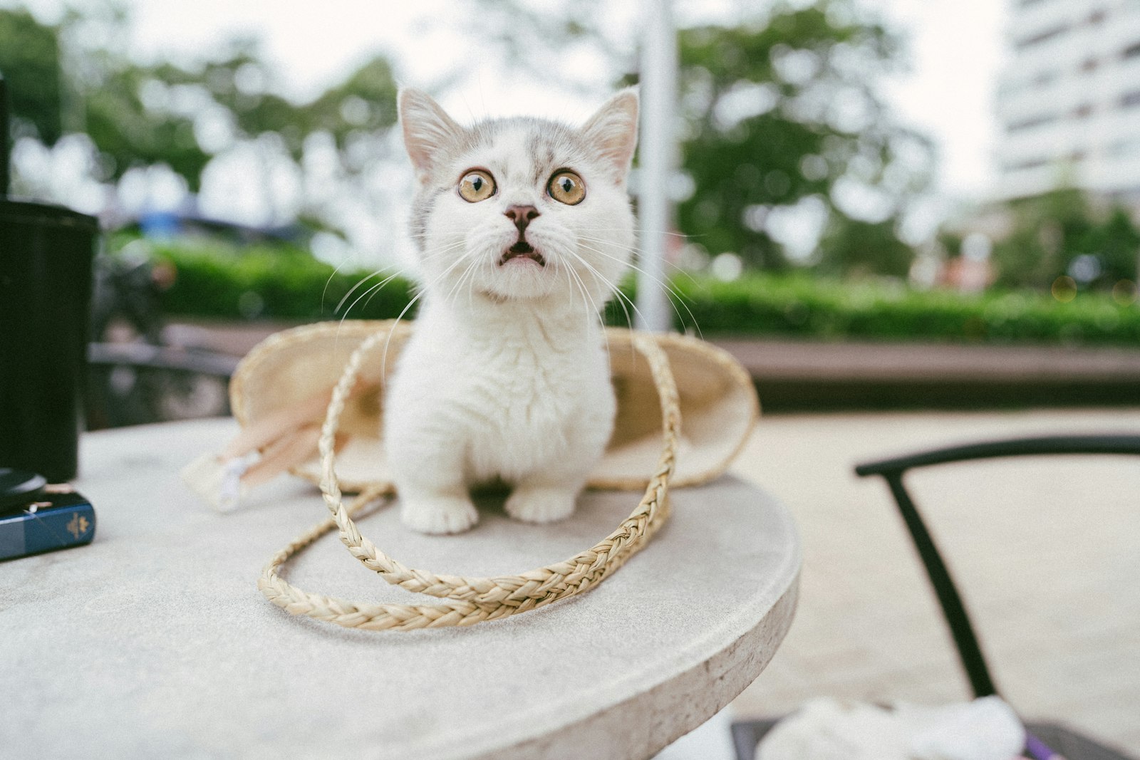 Sony FE 20mm F1.8G sample photo. White cat on brown photography