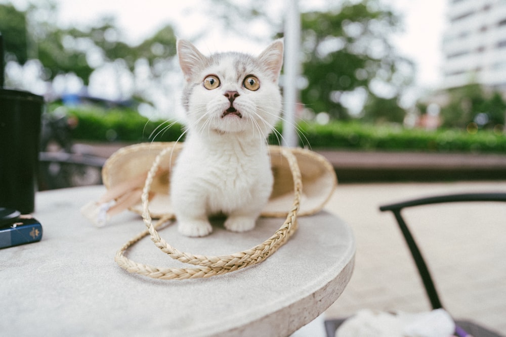 white cat on brown round table during daytime