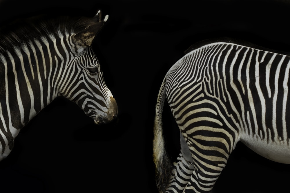 zebra con sfondo nero su sfondo nero