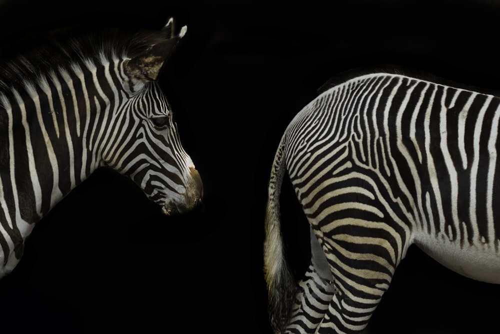 zebra with black background on black background