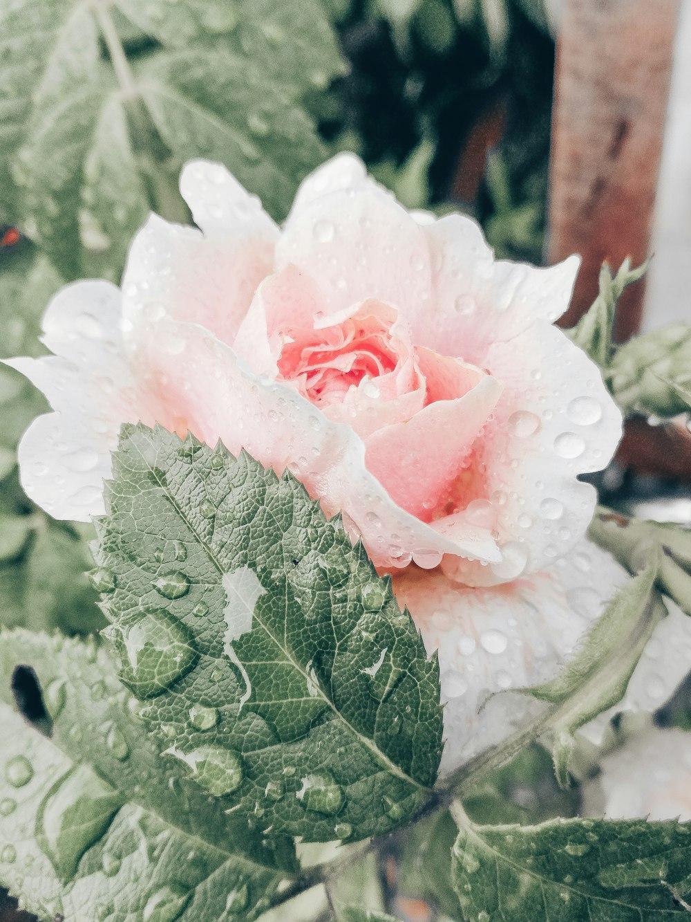 pink rose with water droplets