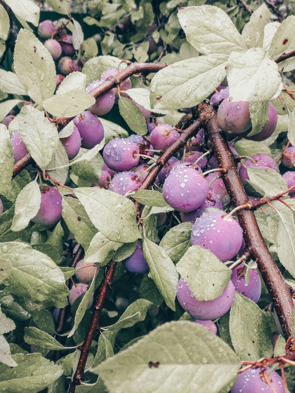 green and purple round fruits