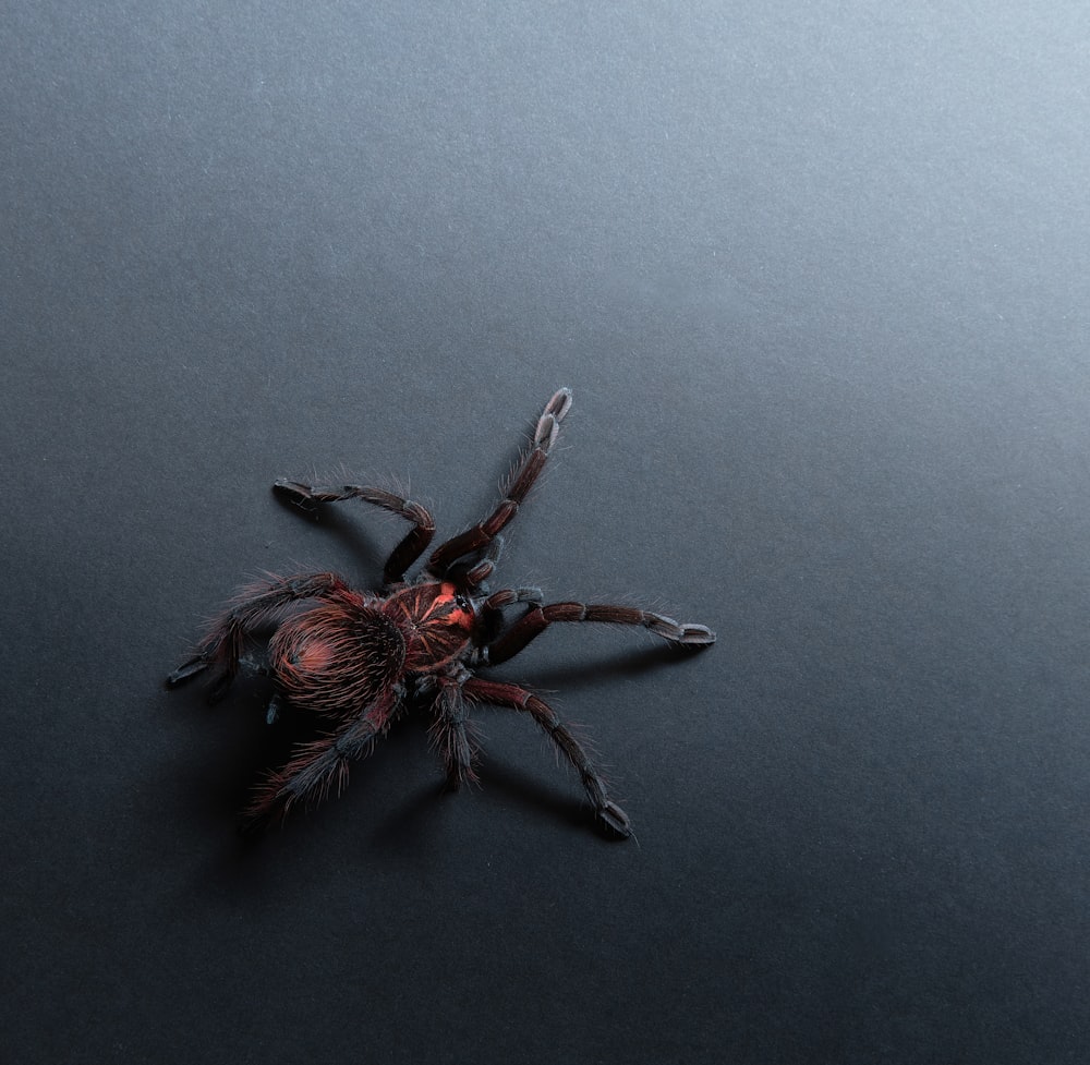 회색 표면에 검은 거미