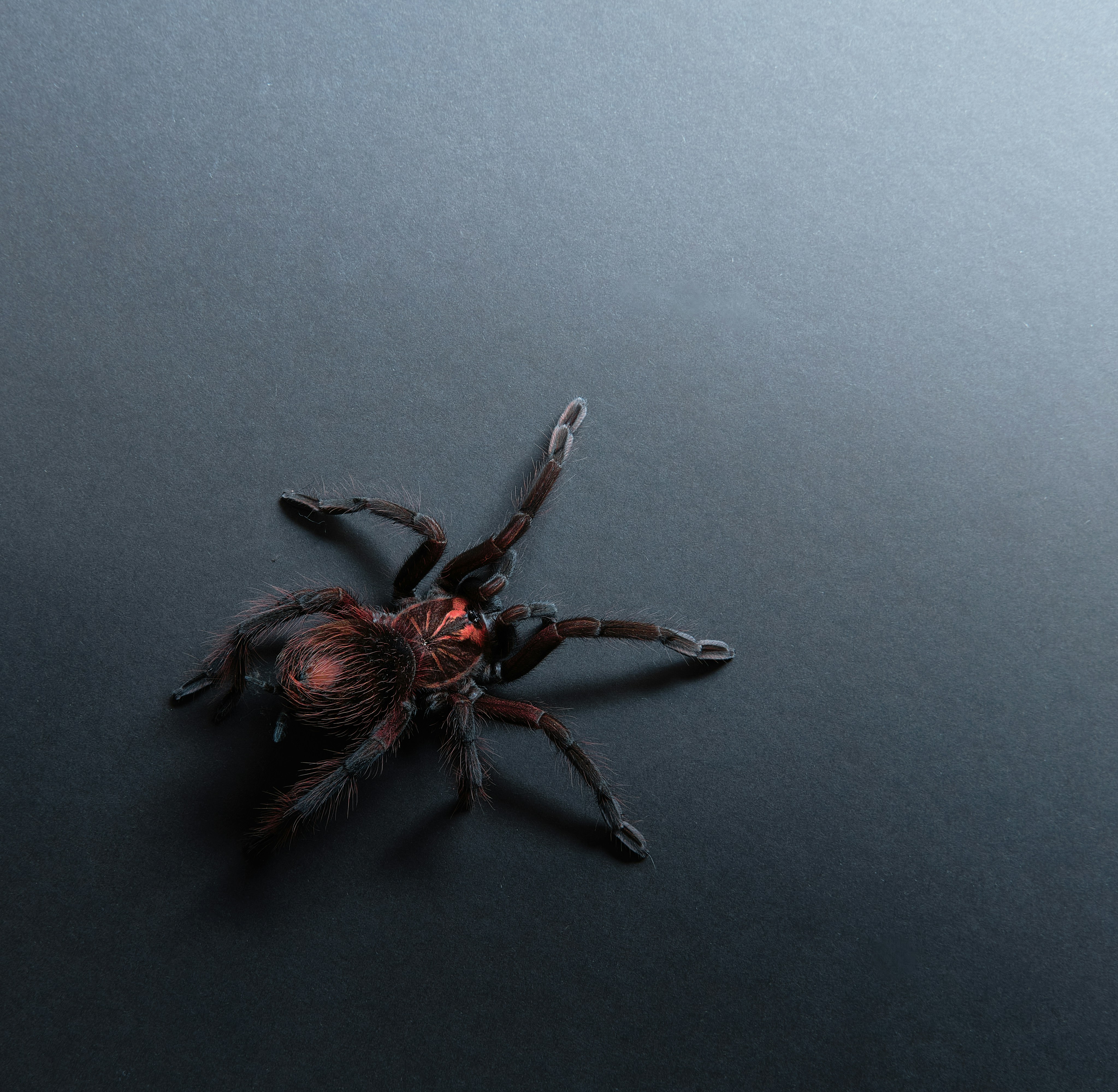 How Do Tarantulas Protect Themselves Against Threats From Predatory Social Insects Like Bees?