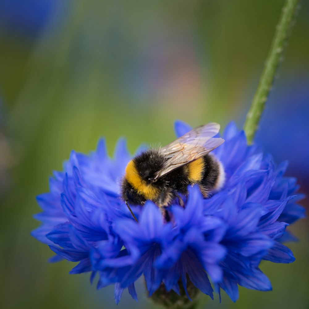 purple flower with black and yellow bee