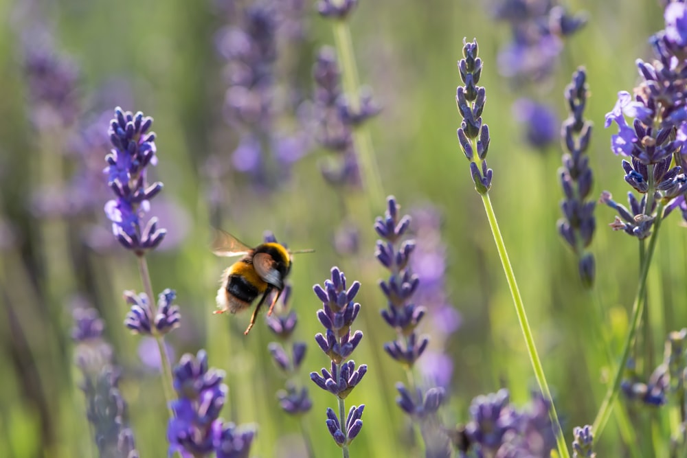 honeybee perched on purple flower in close up photography during daytime