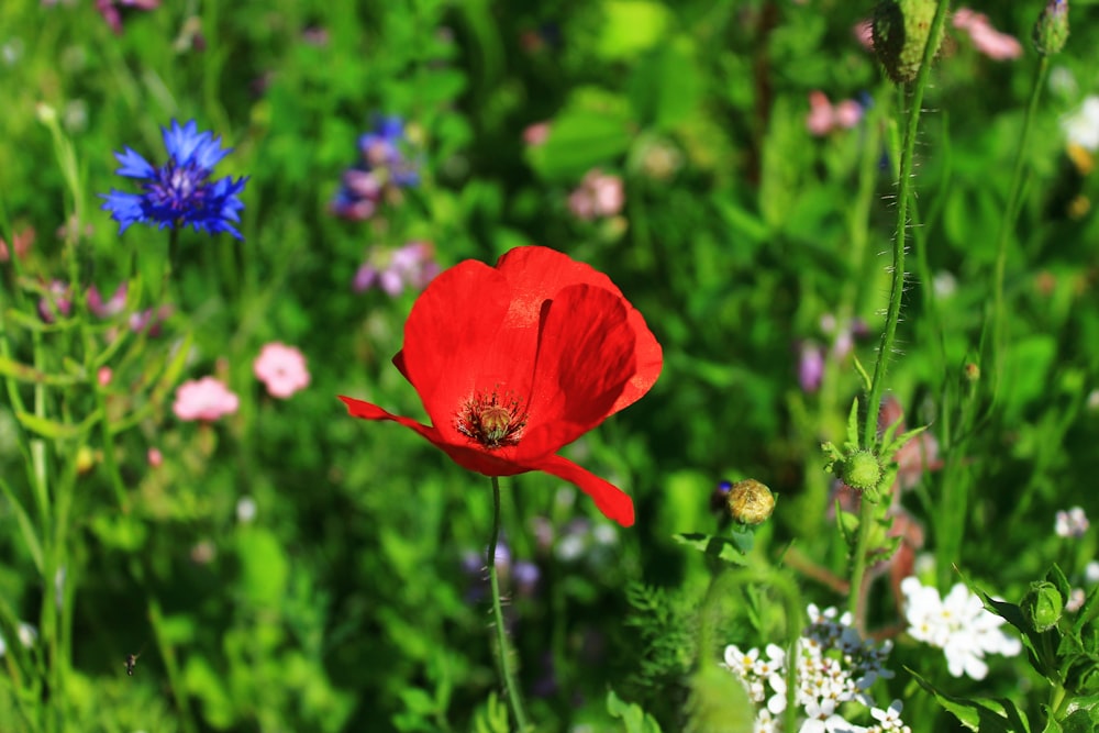 red flower in tilt shift lens