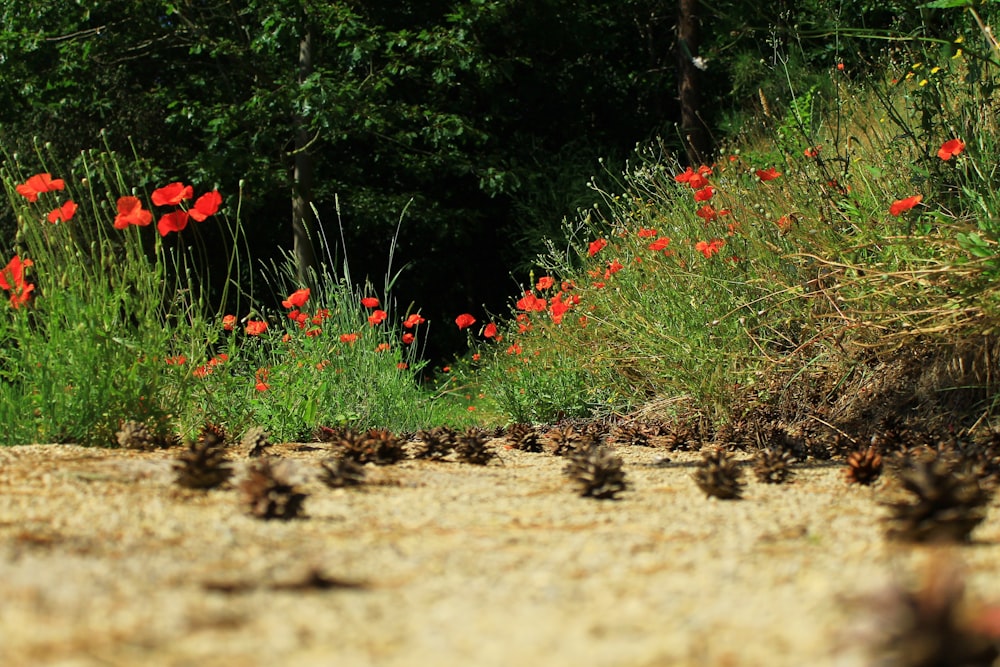 red flowers on brown soil