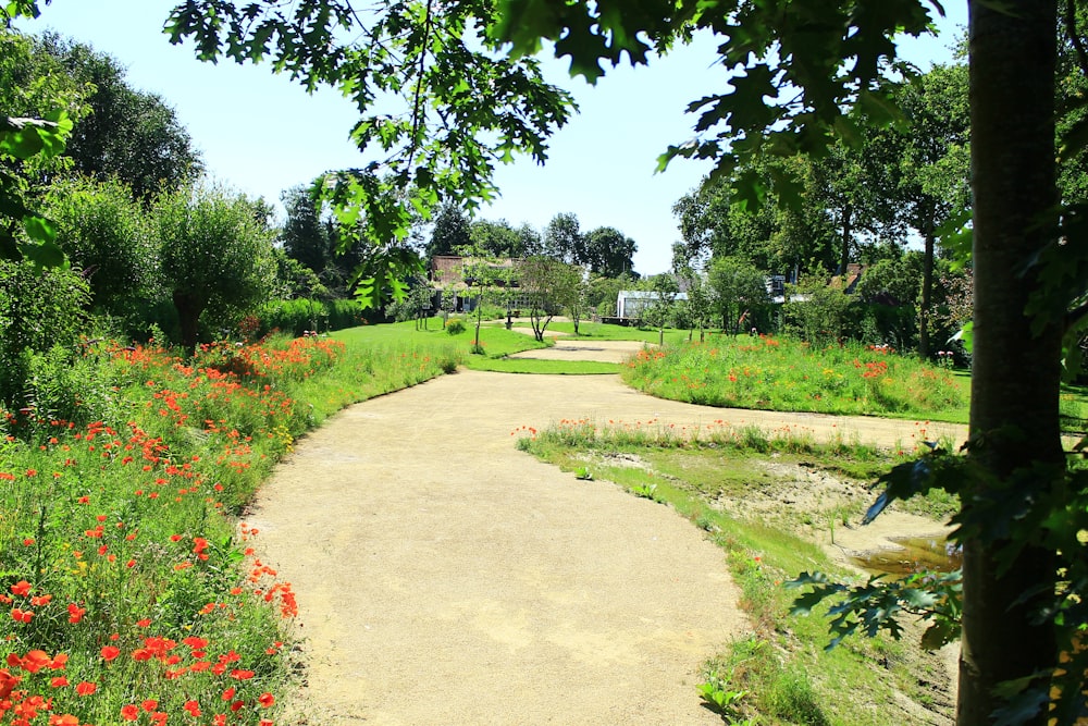 green grass field and trees during daytime