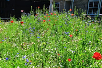 A warm, welcoming notary office with a red poppy flower on the desk.