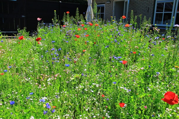 A warm, welcoming notary office with a red poppy flower on the desk.