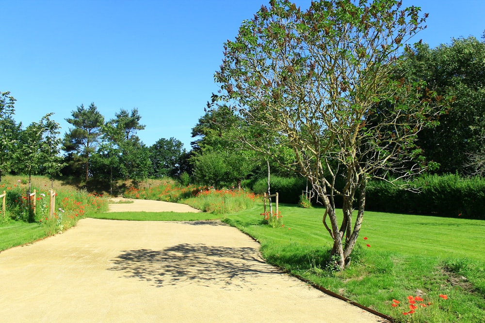 green trees on green grass field during daytime