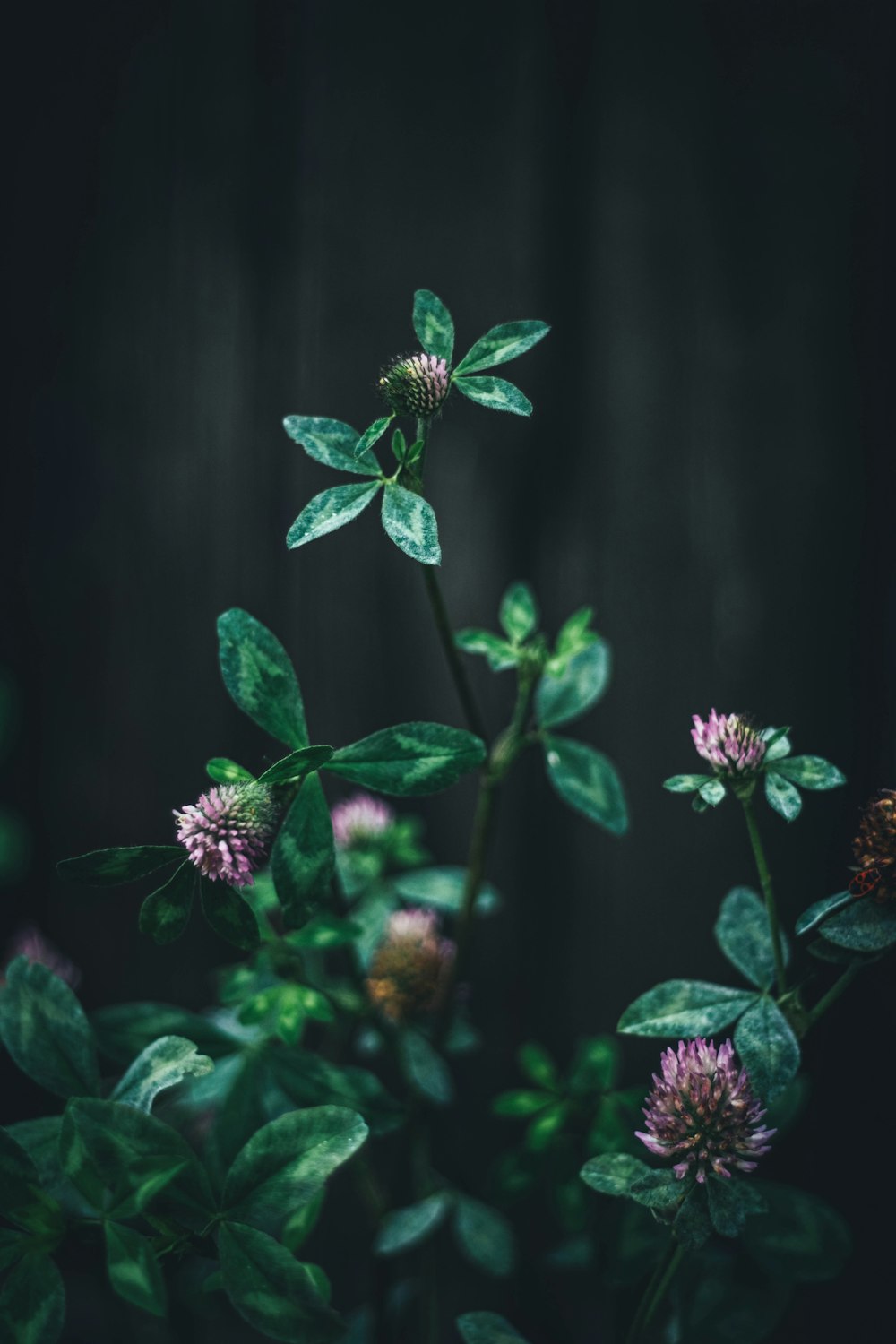 purple flowers in tilt shift lens