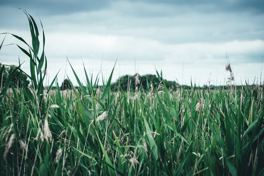 green grass field under blue sky during daytime