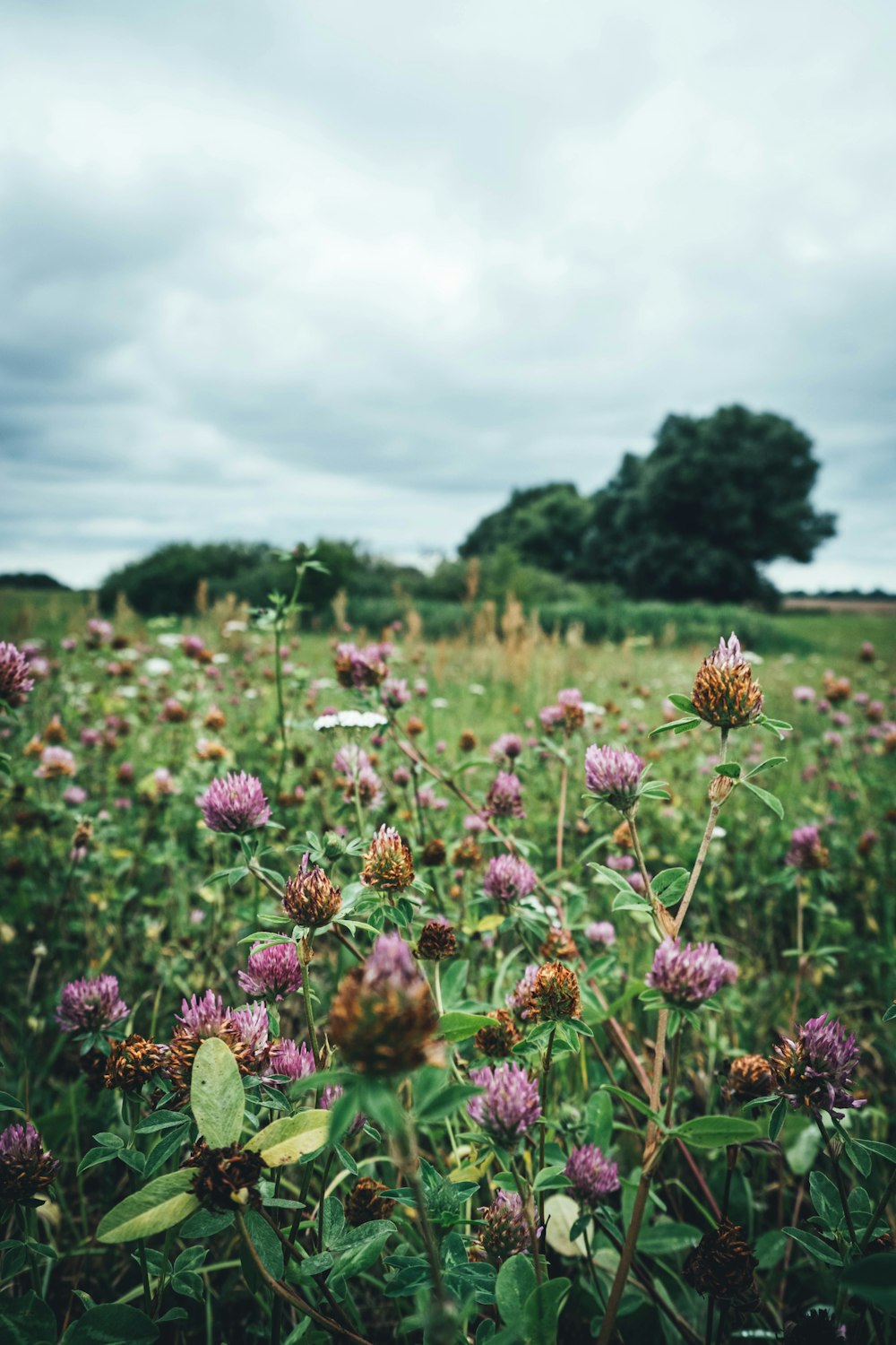 purple flower field during daytime