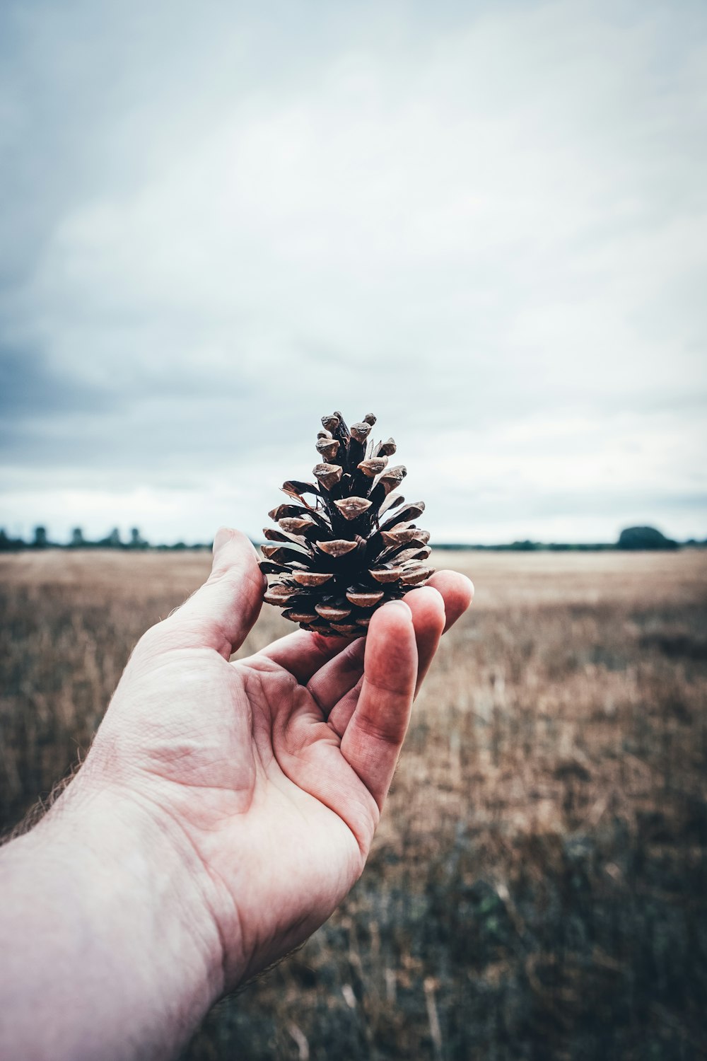 person holding pine cone during daytime