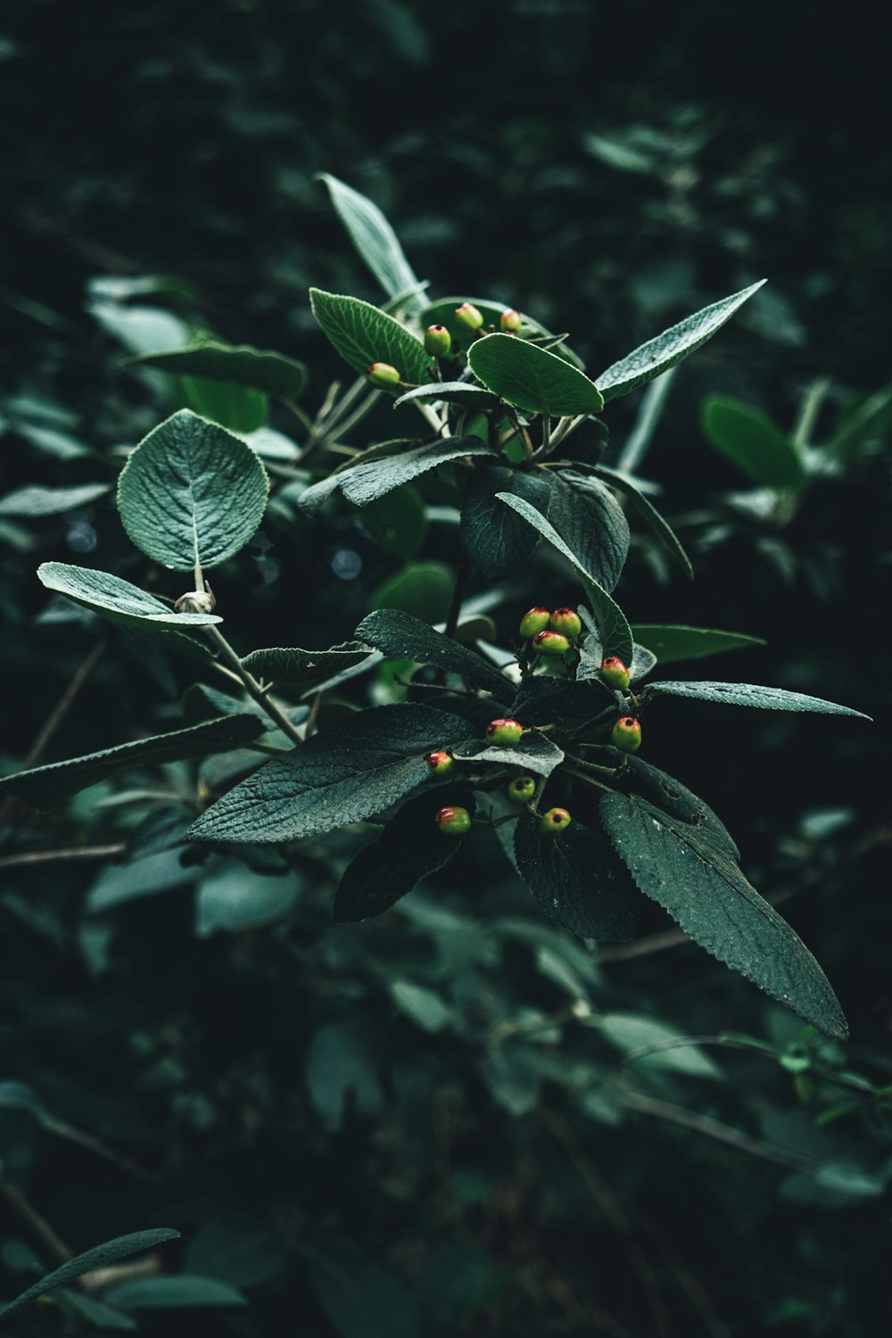 hojas verdes con gotas de agua