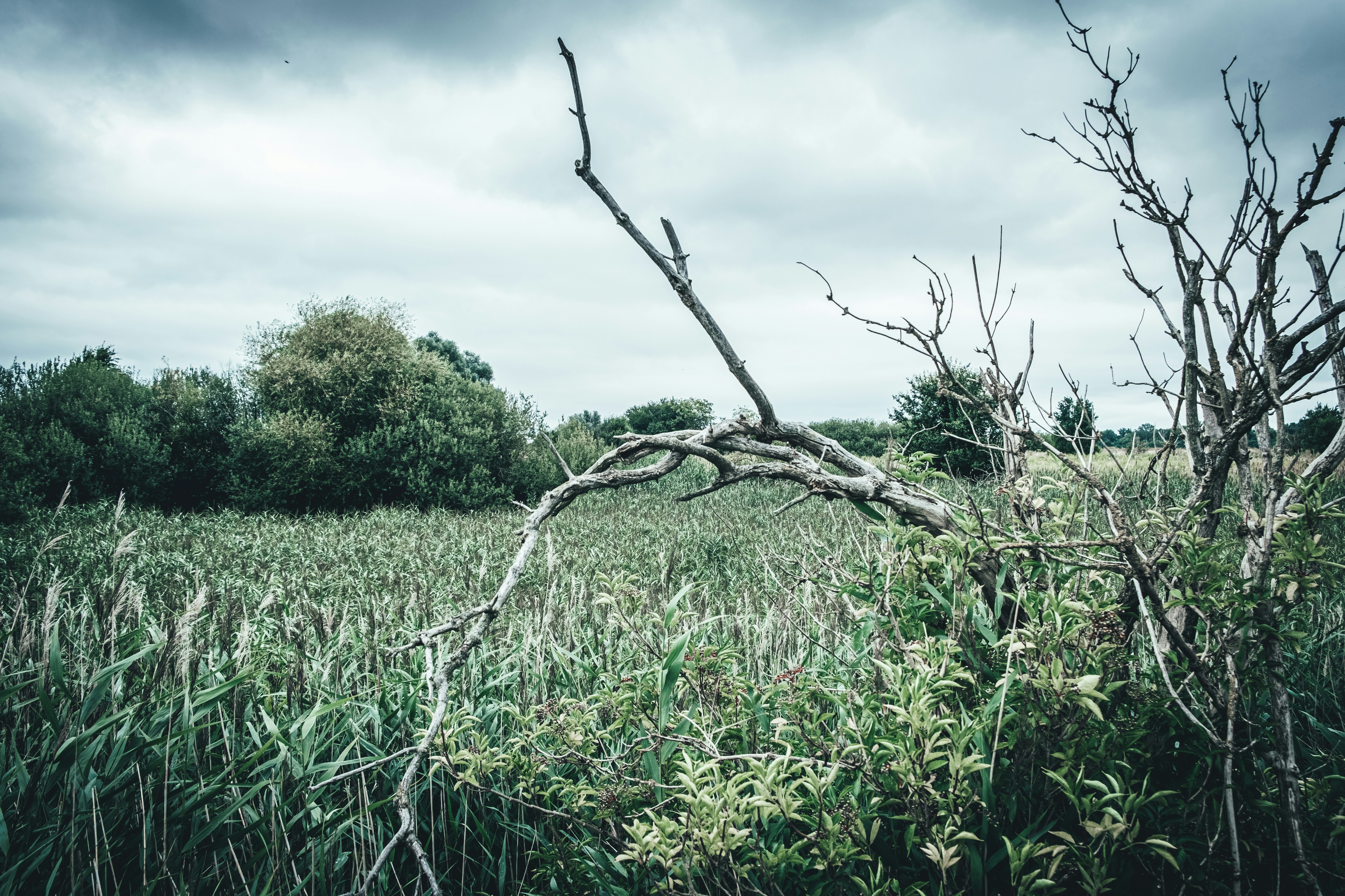 Photo by ialwayswantedagun