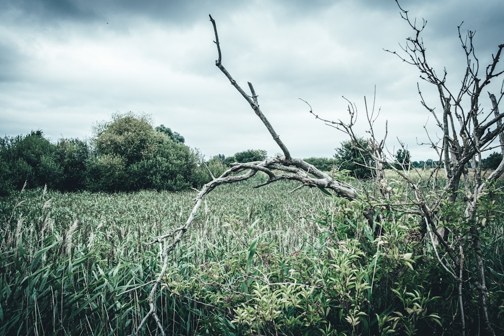 green grass field during daytime