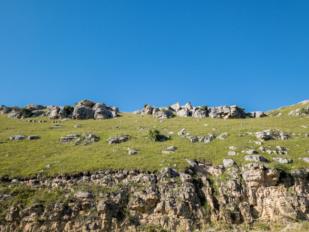 Campo de hierba verde bajo el cielo azul durante el día