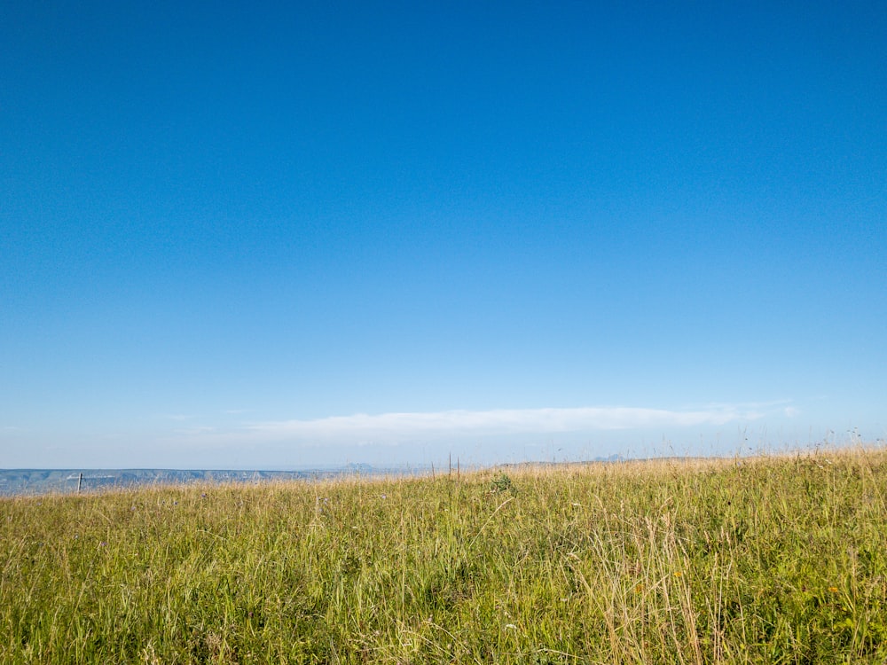 green grass field under blue sky during daytime