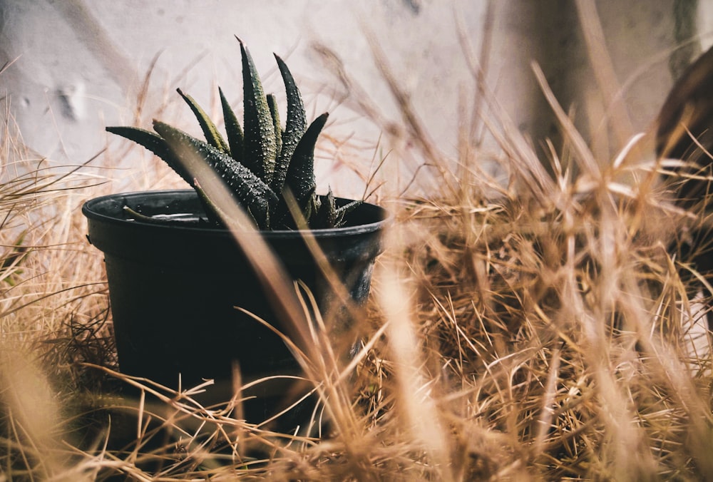 black and white bird nest on brown grass