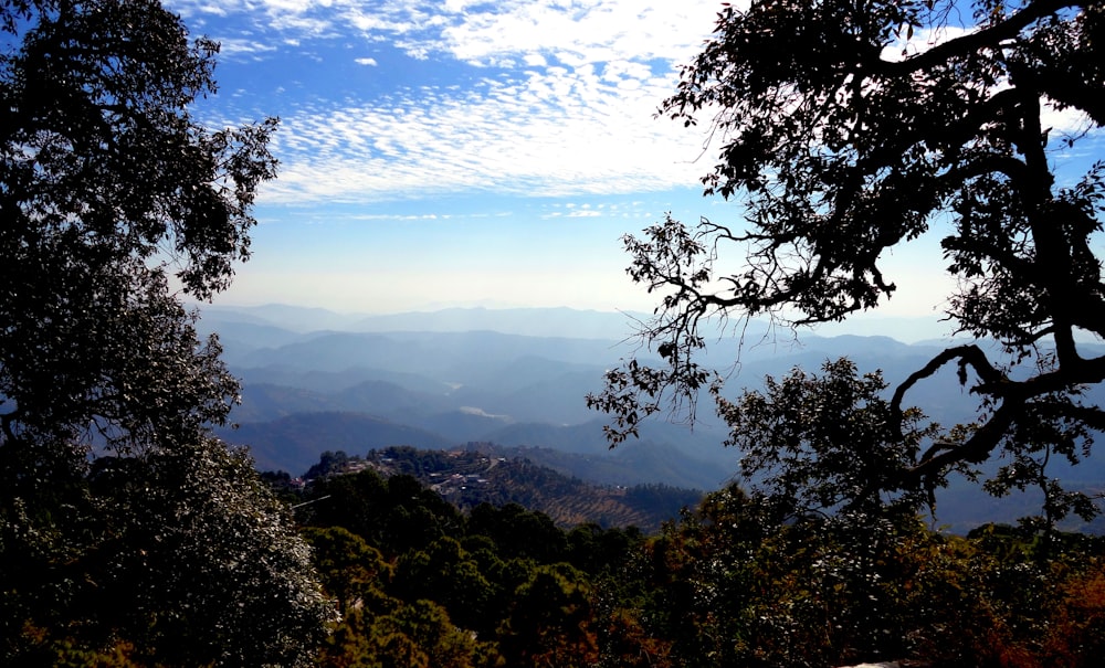 green trees on mountain under blue sky during daytime