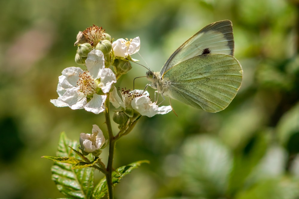 white butterfly perched on white flower in close up photography during daytime