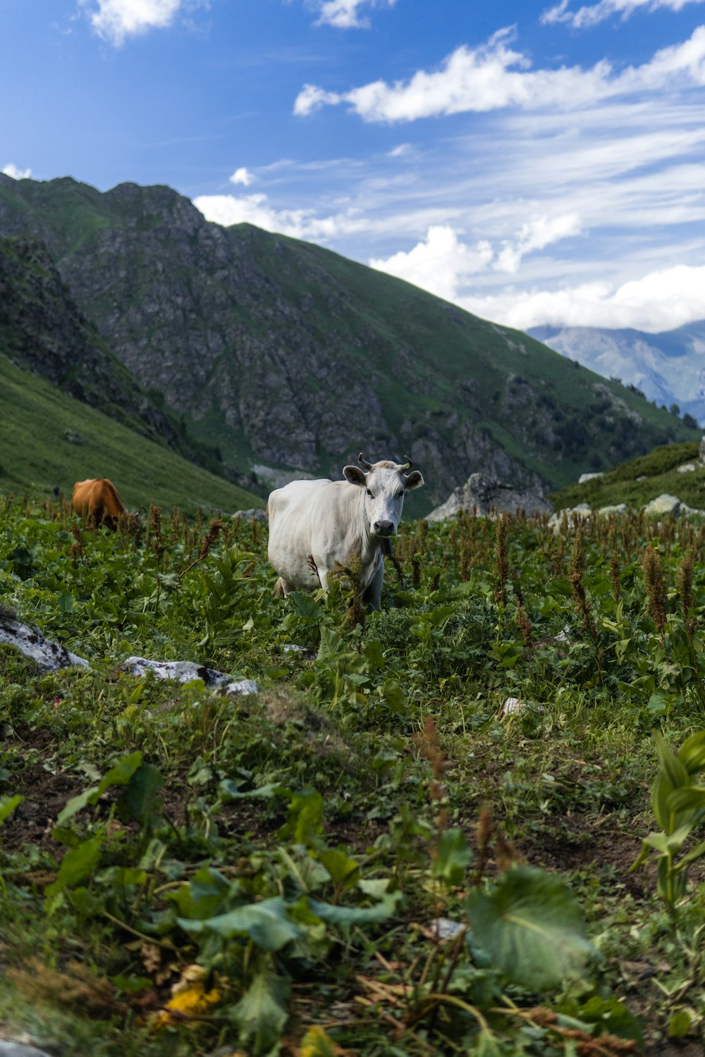 white and brown cow on green grass field during daytime