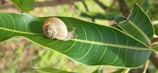 Close-up of a snail trail on a green leaf symbolizing natural ingredients