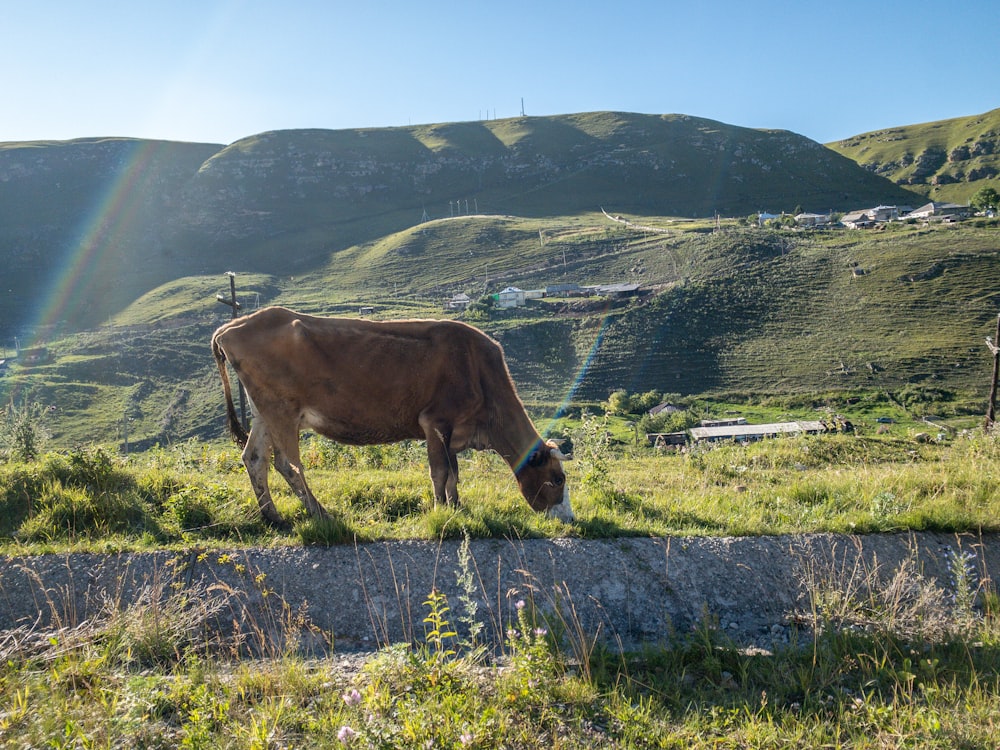 Vaca marrón en campo de hierba verde durante el día